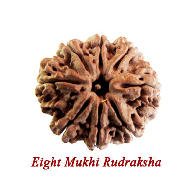 eight mukhi rudraksha