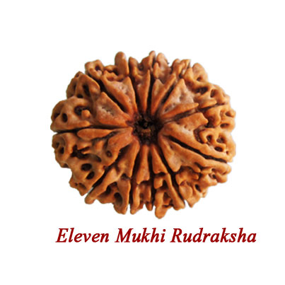 eleven mukhi rudraksha