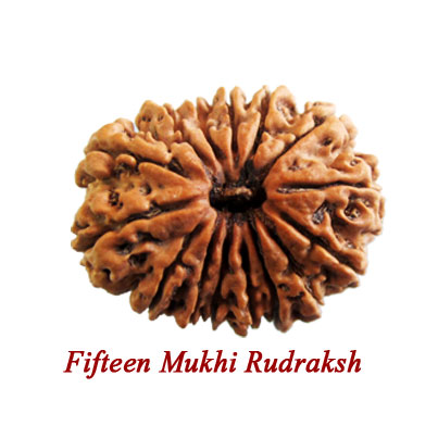 fifteen mukhi rudraksha
