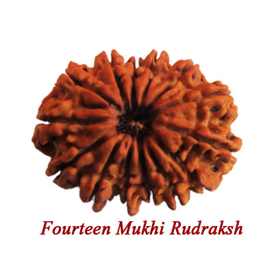 fourteen mukhi rudraksha