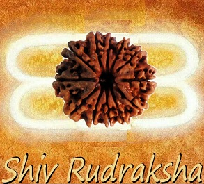 rudraksha