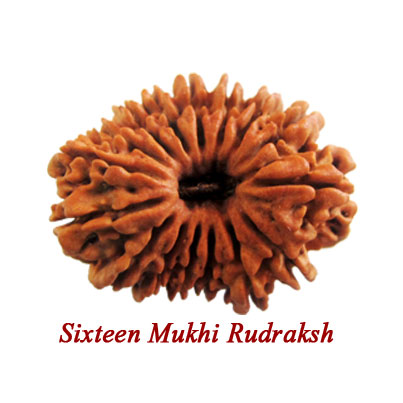 sixteen mukhi rudraksha