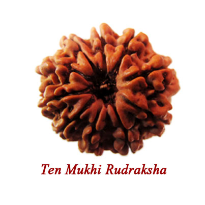 ten mukhi rudraksha