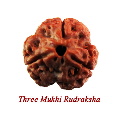 Three mukhi rudraksha