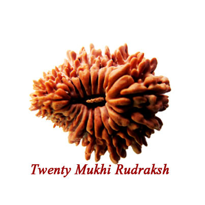twenty mukhi rudraksha