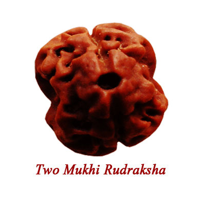 Two mukhi rudraksha